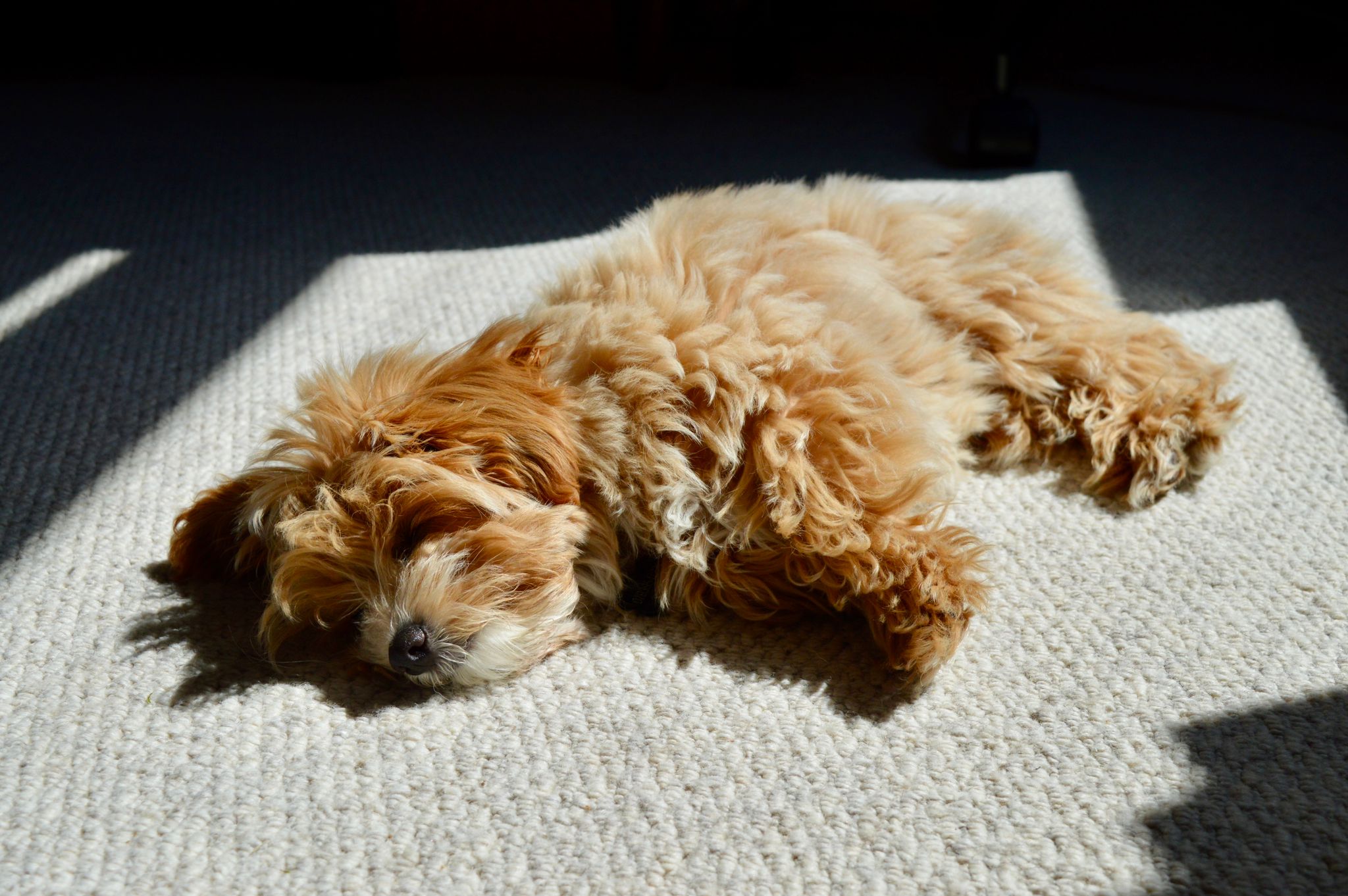 Dog portrait